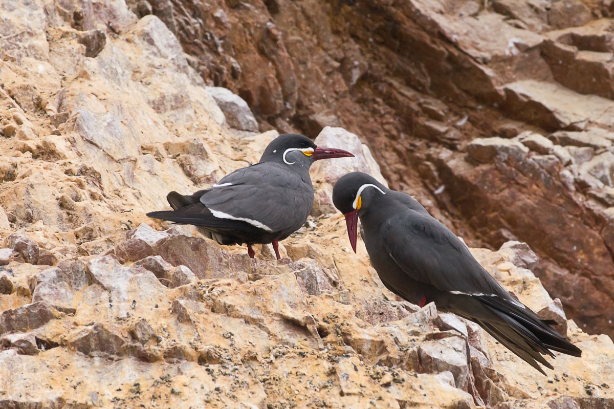 Zdjęcia: /, Islas Ballestas, Pierwowzory Dalego, PERU Zdjęcia: /, Islas Ballestas, Pierwowzory Dalego, PERU
