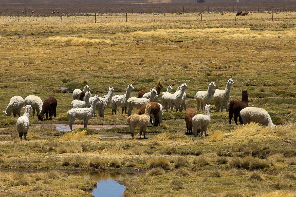 Zdjęcia: w drodze, Arequipa, Mieszkańcy pampy (stadko alpak), PERU Zdjęcia: w drodze, Arequipa, Mieszkańcy pampy (stadko alpak), PERU