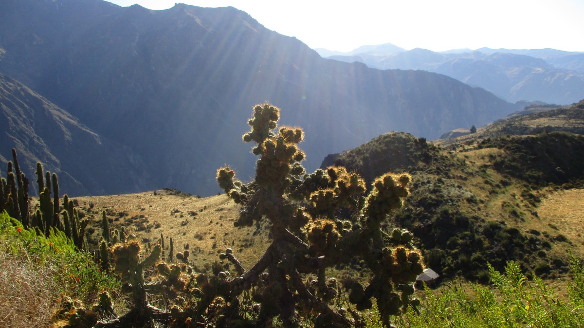 Zdjęcia: Colca, Arequipa, Kanion Colca, PERU Zdjęcia: Colca, Arequipa, Kanion Colca, PERU