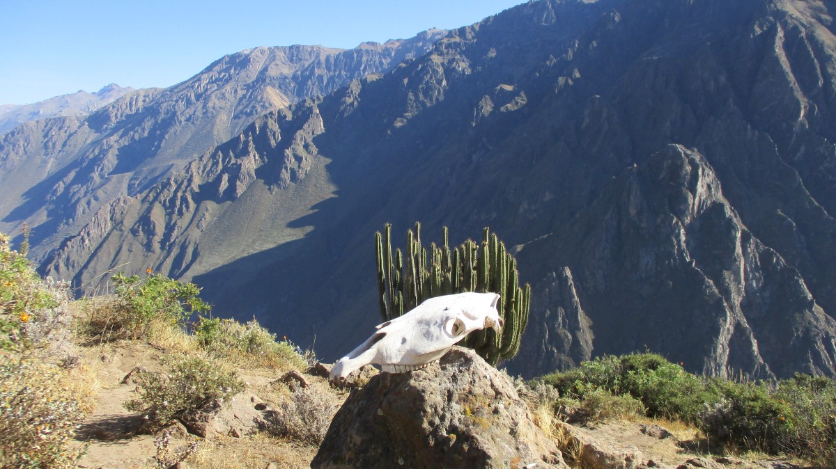 Zdjęcia: Colca, Arequipa, Kanion Colca, PERU Zdjęcia: Colca, Arequipa, Kanion Colca, PERU