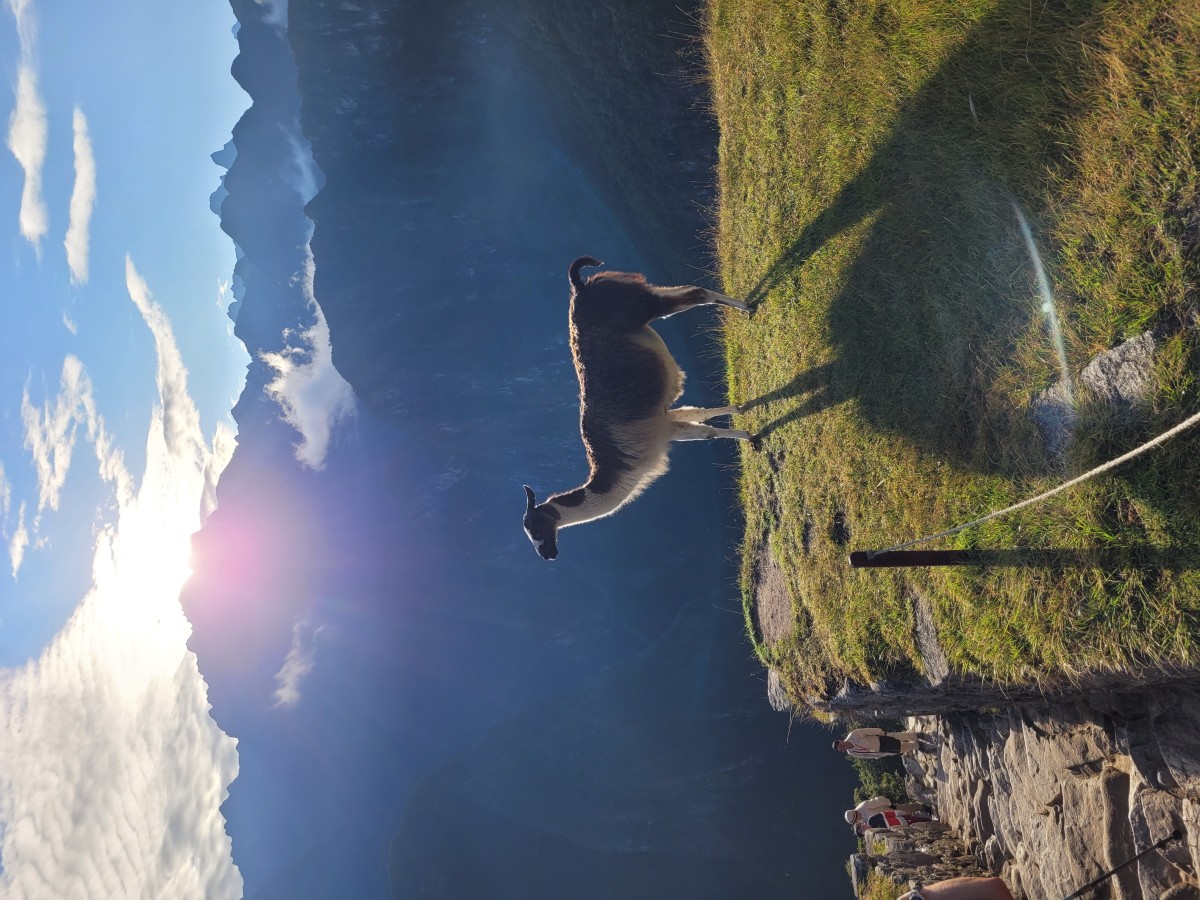 Zdjęcia: Machu Picchu, Machu Picchu, Lama, PERU Zdjęcia: Machu Picchu, Machu Picchu, Lama, PERU