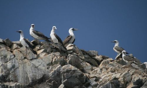 Zdjcie PERU / Paracas / Wyspy Ballestas / Guptaki