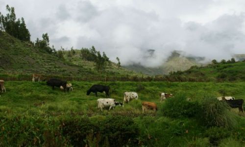 Zdjęcie PERU / Kanion  colca / Kanion  colca / Pastwisko