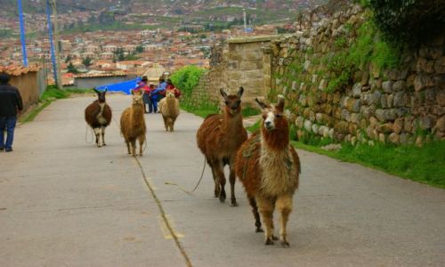 Zdj�cie PERU / Cuzco / Cuzco / Do  domu