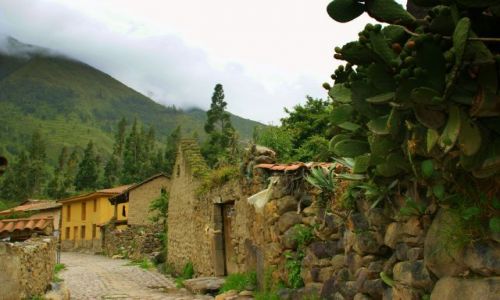 Zdjecie PERU / Ollantayambo / Ollantayambo / Kaktusy