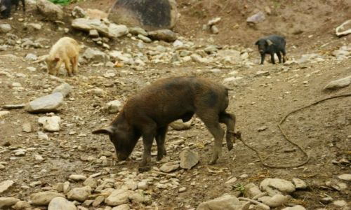 Zdjęcie PERU /  Ollantayambo /  Ollantayambo / Pastwisko