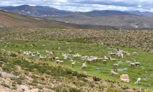 Zdjecie PERU / Andy / pomidzy Arequip a Cusco / stado dzikich lam