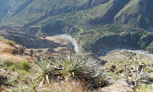 Zdjcie PERU / brak / Cabanaconde / widok oglny na Kanion Colca (okolice Cabanaconde)