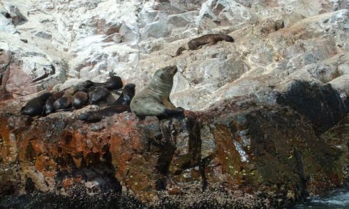 Zdjecie PERU / brak / Islas Ballestas / lwy morskie na Islas Ballestas