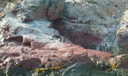 Zdjecie PERU / brak / Islas Ballestas / pingwiny na Islas Ballestas