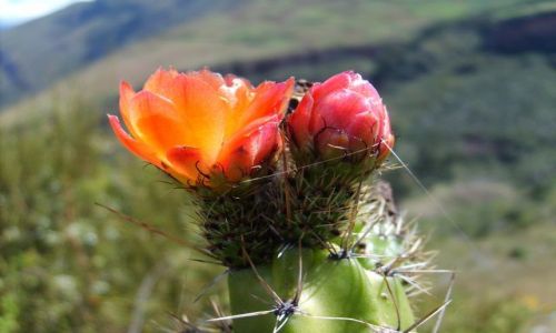 Zdjecie PERU / brak / Pisac / kaktus