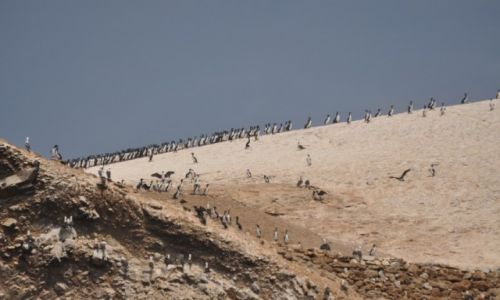 Zdjecie PERU / Paracas / Wyspy Ballestas / Pingwiny Humbolta