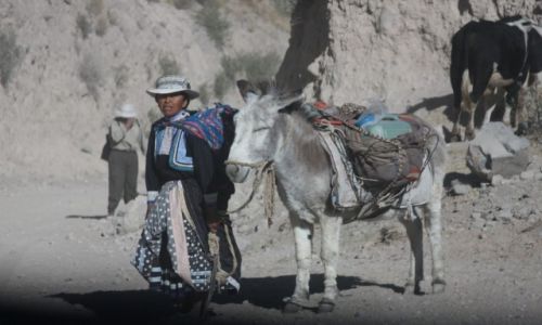 Zdjecie PERU / Kanion Colca / Kanion Colca / Osioek