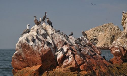 Zdjcie PERU / Paracas / Ballestas / Na Wyspach Ballestas I