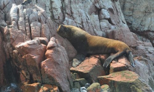Zdjęcie PERU / Paracas / Ballestas / Na Wyspach Ballestas II