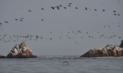 Zdjcie PERU / Paracas / Ballestas / Na Wyspach Ballestas III