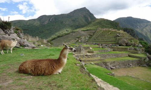 Zdjcie PERU / Cuzco / Machu Piccchu / Lamy
