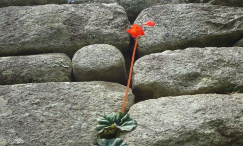 Zdjecie PERU / Cuzco / Machu Picchu / Rolinka