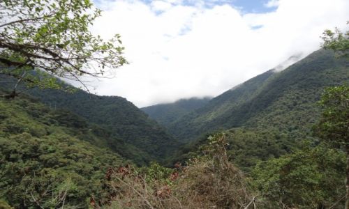 Zdjecie PERU / Cuzco / droga Paucartambo - Pilcopata / Lasy deszczowe