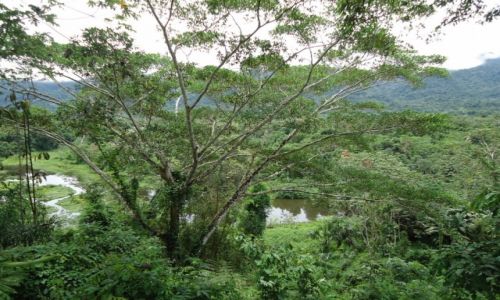 Zdjecie PERU / Madre de Dios / okolice Salvacion / Jeziorko w dungli