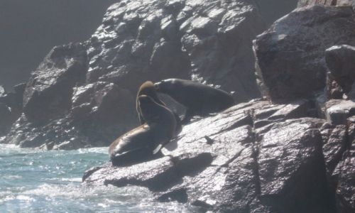 Zdjecie PERU / - / Islas Ballestas / Islas Ballestas