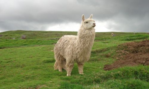 Zdjecie PERU / Cuzco / Cuzco, Saqsayhuaman / Alpaka