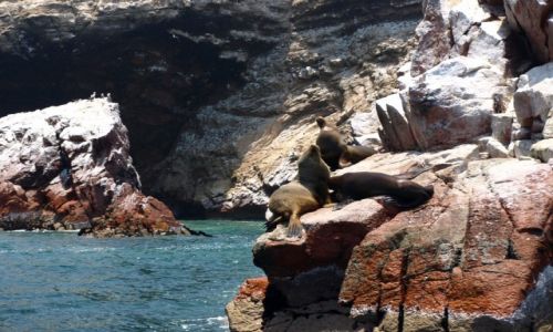 Zdjęcie PERU / Paraquas / Islas Ballestas / Mieszkańcy oceanu 2