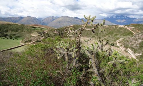 Zdjęcie PERU / Cuzco / Moray / Krajobraz z kaktusem