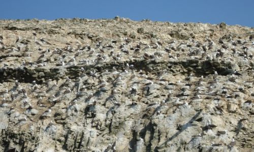 Zdjecie PERU / Ica / Islas Ballestas / Ptaki