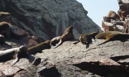 Zdjcie PERU / Ica / Islas Ballestas / Foki