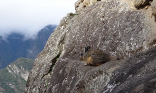 Zdjęcie PERU / Machu Picchu / MP / Wiskacz-takie połączenie królika i wiewiórki