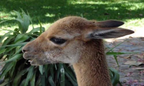 Zdjęcie PERU / Peru / Peru / Wikunia