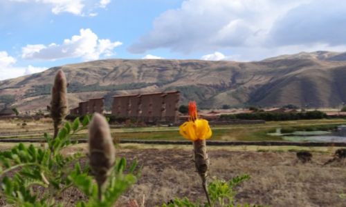 Zdjęcie PERU / Templo de Wiraqocha / Templo de Wiraqocha / Rośliny Peru-3
