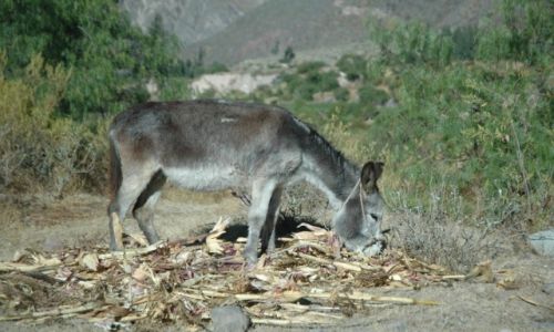 Zdjcie PERU / Arequipa / Cotahuasi / Paks zajada si chal