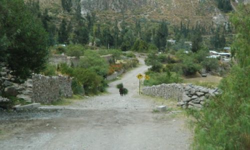 Zdjcie PERU / Arequipa / Alca /  Babuszka niesie 