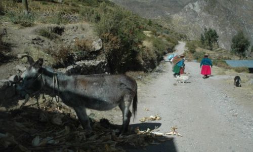 Zdjcie PERU / Arequipa / Suni / Wioska Suni. Paks zajada si Chal (zdjcie do artykuu)