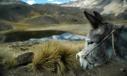 PERU / Arequipa / Peruwiaskie Andy / Paks w peruwiaskich Andach