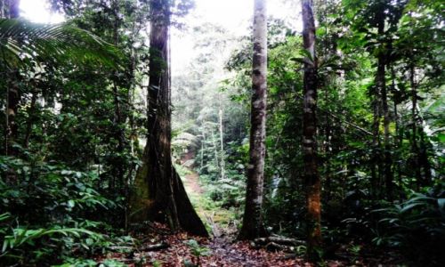 Zdjcie PERU / Amazonia / Amazonia / Welcome to the jungle