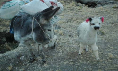 Zdjcie PERU / Arequipa / Peruwiaskie Andy / Maa zagubiona Alpaczka i nasz Paks (zdjcie do art)