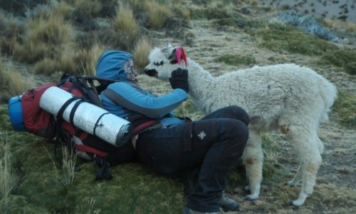 PERU / Arequipa / Peruwiaskie Andy / Maa zagubiona Alpaczka i ja(zdjcie do art)