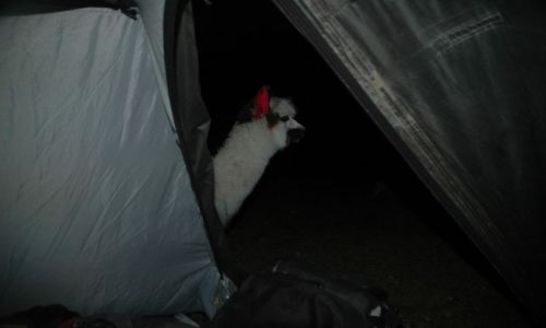 PERU / Arequipa / Peruwiaskie Andy / Zagubiona Alpaczka. Widok z naszego namiotu (zdj.do art)