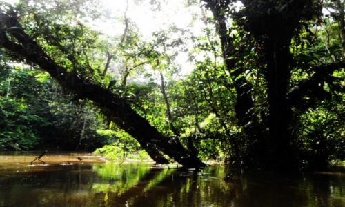 Zdjcie PERU / Amazonia / Amazonia / woda, i woda