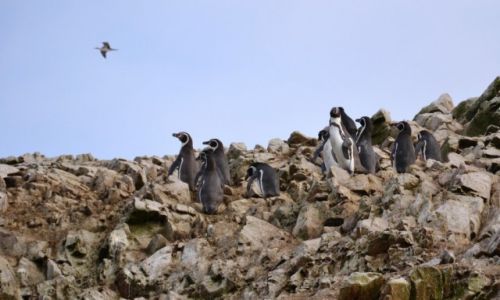 Zdjcie PERU / Wybrzee poudniowe / Islas Ballestas / Chocia raz polecie....