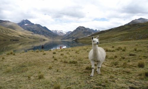 Zdjcie PERU / Ancash / Park Narodowy Huascaran / Laguna Querococha (2)