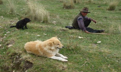 Zdjecie PERU / Ancash / okolice Huaraz / Na hali ...