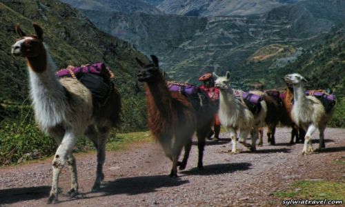 Zdjcie PERU / Ollantaytambo / Patacancha / Peruwiaskie llamy podczas trekkingu