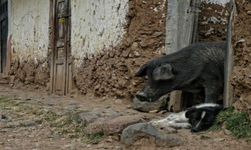 Zdjecie PERU / Huaraz / Huaraz / Mio albo przyja – jest wszdzie :-)