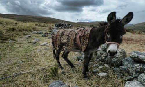 Zdjecie PERU / Huaraz / Huaraz  / Hej, zrb mi zdjcie