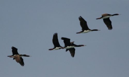Zdjcie PERU / Paracas / Wyspy Ballestas / Kormorany krlewskie w locie