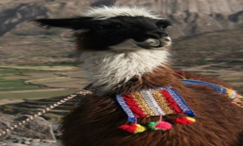 Zdjcie PERU / Konion Colca / Kanion Colca / Miejscowa licznotka